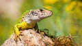 European green lizard basking on rock in summer. Royalty Free Stock Photo