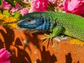 European green lizard with blue head sitting in the sun Royalty Free Stock Photo