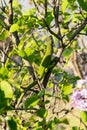 European green lizard camouflaged on wood Royalty Free Stock Photo