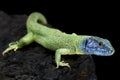 European green lizard (Lacerta viridis) male Royalty Free Stock Photo