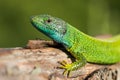 European green lizard