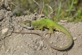 European green lizard (Lacerta viridis)