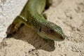 European green lizard Lacerta viridis Royalty Free Stock Photo