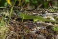 European green lizard Lacerta viridis emerging from the grass exposing its beautiful colors