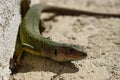 European green lizard Lacerta viridis Royalty Free Stock Photo