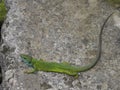 European green lizard, Lacerta viridis Royalty Free Stock Photo