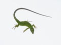 European green lizard, Lacerta viridis Royalty Free Stock Photo