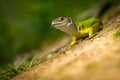 European green lizard Lacerta viridis Royalty Free Stock Photo