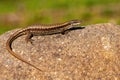 European green lizard female basking on stone in summer sun Royalty Free Stock Photo