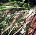 European green lizard (Lacerta viridis), female Royalty Free Stock Photo