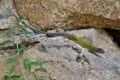 European green lizard - Lacerta viridis female Royalty Free Stock Photo