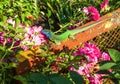 European green lizard Lacerta viridis - green lizard with blue head sitting in Royalty Free Stock Photo