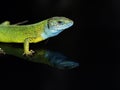 European green lizard, Lacerta viridis Royalty Free Stock Photo