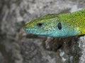 European green lizard, Lacerta viridis Royalty Free Stock Photo