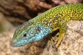 The European green lizard (Lacerta viridis) male head detail with ticks Royalty Free Stock Photo