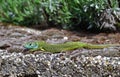 European green lizard - Lacerta viridis male Royalty Free Stock Photo