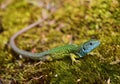 European green lizard - Lacerta viridis male on moss Royalty Free Stock Photo