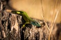 European green lizard lacerta viridis Royalty Free Stock Photo