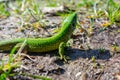 European green lizard Lacerta viridis sunbathing. Royalty Free Stock Photo