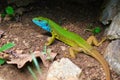 European green lizard Lacerta viridis taking shelter under a rock - close up showing brown, green, and blue colors