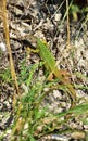 European green lizard - Lacerta viridis, vertical Royalty Free Stock Photo