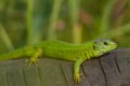 European green lizard Lacerta viridis. In the wild Royalty Free Stock Photo