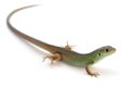 European green lizard