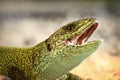 European green lizard trying to bitei Royalty Free Stock Photo