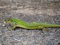 European Green Lizzard