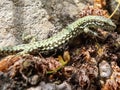 European Green Lizzard