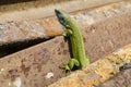 European green lizzard