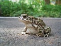 European Green Toad Royalty Free Stock Photo