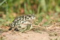 European green toad