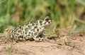 European green toad Royalty Free Stock Photo