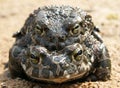 European green toad Amplexus Bufo viridis Royalty Free Stock Photo