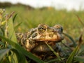 European green toad Bufo viridis Royalty Free Stock Photo