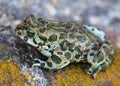 European green toad Bufo viridis Royalty Free Stock Photo