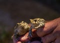 Two European green toad, Bufo viridis, in a mans hand. Malmo, Sweden. Royalty Free Stock Photo