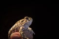 European green toad - Bufo viridis in mans hand, black background Royalty Free Stock Photo