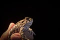 European green toad - Bufo viridis in mans hand, black background Royalty Free Stock Photo