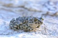 European Green Toad (Bufo viridis) Royalty Free Stock Photo