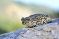 European Green Toad (Bufo viridis) Royalty Free Stock Photo