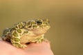 European Green Toad Bufo viridis sitting on a hand Royalty Free Stock Photo