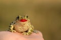 European Green Toad Bufo viridis sitting on a hand with painted lips. Love concept Royalty Free Stock Photo