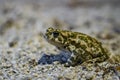 European green toad Bufo viridis sitting on land in Limhamn limestone quarry