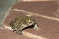 European green toad Bufo viridis Royalty Free Stock Photo