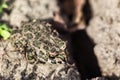 European green toad Bufo viridis sitting on the sand, selective focus . Royalty Free Stock Photo