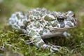 The European green toad Bufo viridis is a species of toad found in mainland Europe. Royalty Free Stock Photo