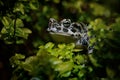 The European green toad Bufo viridis in Royalty Free Stock Photo