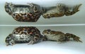 European green toad (Bufotes viridis) pair Royalty Free Stock Photo